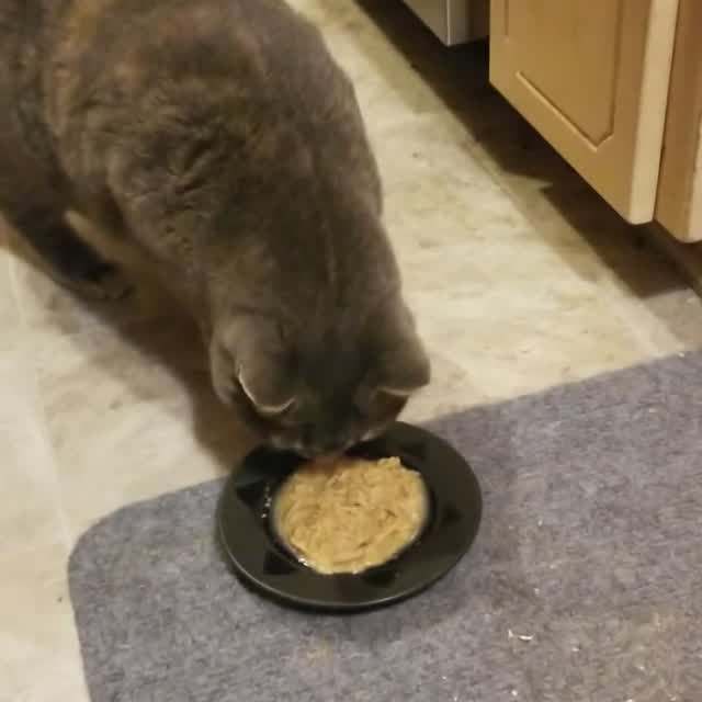A cat eating a Raleigh Reserve portion from a bowl
